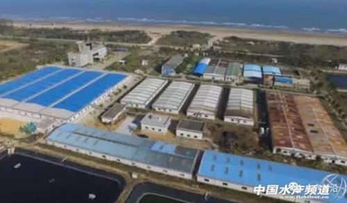 湛江国联启动美国水产养殖计划,中国养虾技术即将走向世界